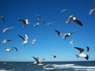 seagulls over the sea