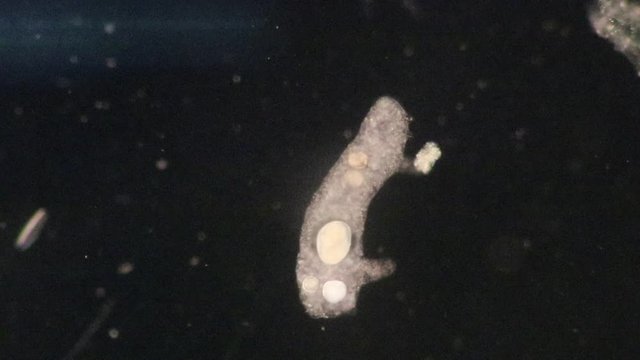 Amoebae move and feed by using pseudopods, which are bulges of cytoplasm formed by the coordinated action of actin microfilaments pushing out the plasma membrane that surrounds the cell.