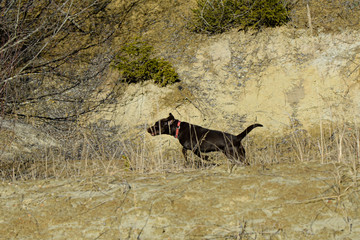 Labrador im Galopp