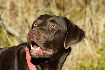 Labradorgesicht
