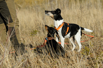 Teckel und Parson Russell Terrier