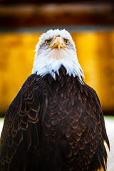 portrait of an american bald eagle