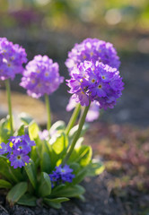 Primula denticulata flowers bloom in the spring in the garden