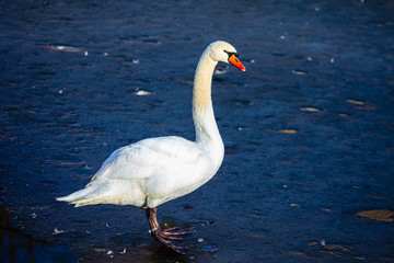 swan on the lake