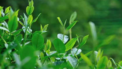 Obraz premium Green tea trees in spring