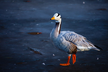 The bar-headed goose (Anser indicus)
