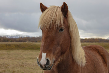 close-up of horse Iceland