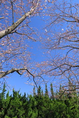 Obraz premium 青空と咲き始めた桜の木とコニファー