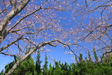 青空と咲き始めた桜の木とコニファー