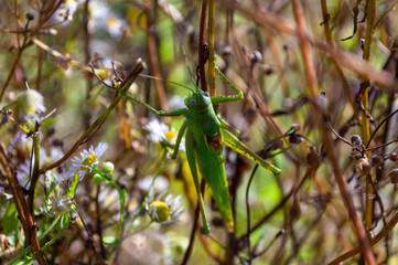 green locust close-up on grass among chamomiles. big green grasshopper back view.