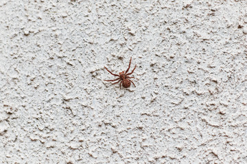 spider crawls on the wall concrete. texture. background.
