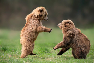 Braunbär (Ursus arctos) Jungtiere spielen