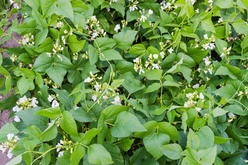 Background of flowering kidney bean plants on a plantation