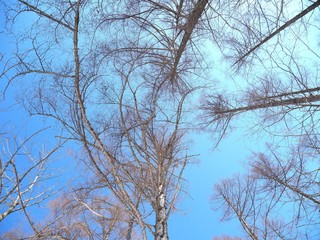 北アルプス･落葉樹