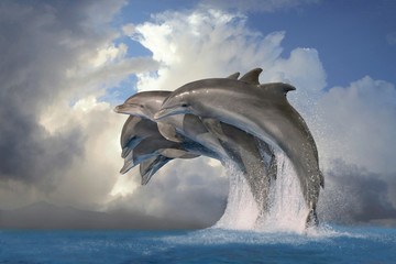 Große Tümmler (Tursiops truncatus) Delfingruppe springt aus Wasser