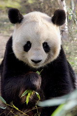 Fototapeta na wymiar Große Panda (Ailuropoda melanoleuca) oder Riesenpanda, Pandabär