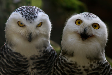Schnee-Eule (Bubo scandiacus) Paar sitzt nebeneinander