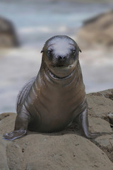  Kalifornische Seelöwe (Zalophus californianus) Jungtier