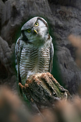 Sperbereule (Surnia ulula) Waldbewohner, Eurasien und Nordamerika