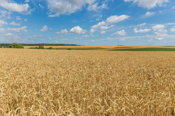 Field of ripe wheat against the sky in summer day
