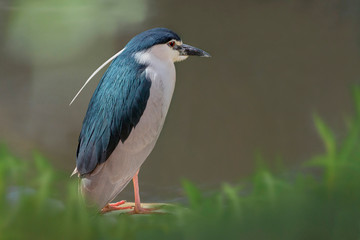 Nachtreiher (Nycticorax nycticorax)  steht am Wasserrand