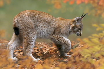 Eurasische Luchs oder Nordluchs (Lynx lynx) Jungtier im Herbstwald