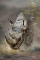 Breitmaulnashorn (Ceratotherium simum)  Nashorn rennt schnell, frontal, Staubwolke