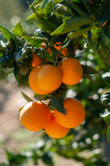 a few ripe oranges on a branch