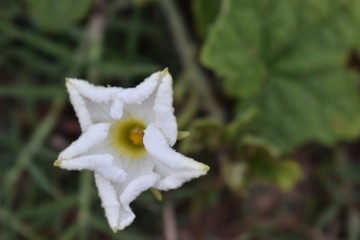 Fototapeta na wymiar flower with water drops of dew