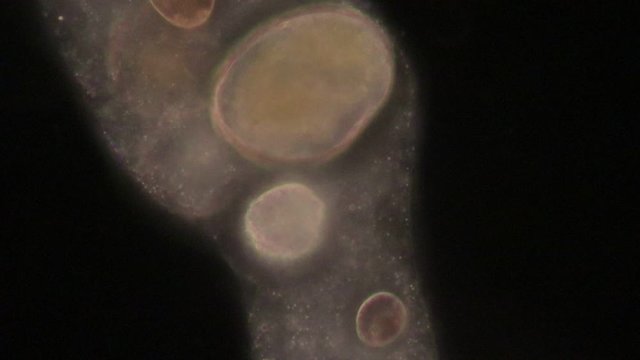 Amoebae move and feed by using pseudopods, which are bulges of cytoplasm formed by the coordinated action of actin microfilaments pushing out the plasma membrane that surrounds the cell.