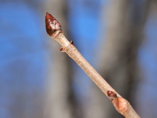 北アルプス･新芽