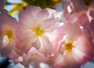 Apfelblüten im Sonnenlicht
