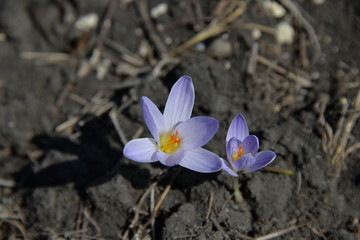 nature in the Park under the rays of the sun in spring comes alive with green grass and the first flowers