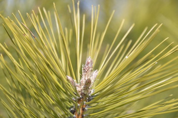 young green branches of spruce grow in spring against the blue sky