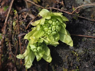 山菜･フキノトウ