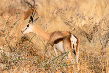 Springbok in the savannah, Etosha National Park, Namibia
