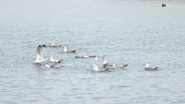 Birds in Vacaresti Natural Park in Bucharest - slow motion