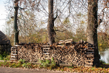 pile of logs in forest