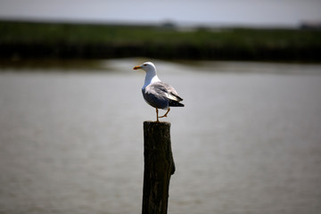 Po river (FE),  Italy - April 30, 2017: A gull perched on a trunk near Po river, Delta Regional Park, Emilia Romagna, Italy