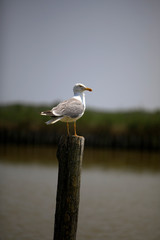 Po river (FE),  Italy - April 30, 2017: A gull perched on a trunk near Po river, Delta Regional...