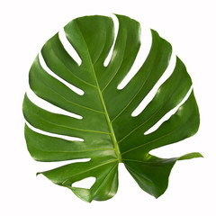 Vibrant Green Mostera Plant Leaves Against A White Background,clipping path inclu