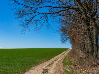 Beautiful dirt road through the green field