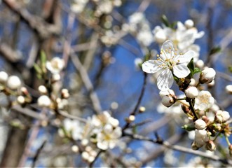 Kirschblüte