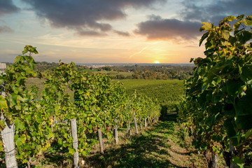 Naklejka premium Vineyard of the Jurancon wine in the French Pyrenees
