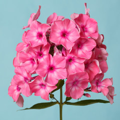 Pink phlox branch isolated on a blue background.