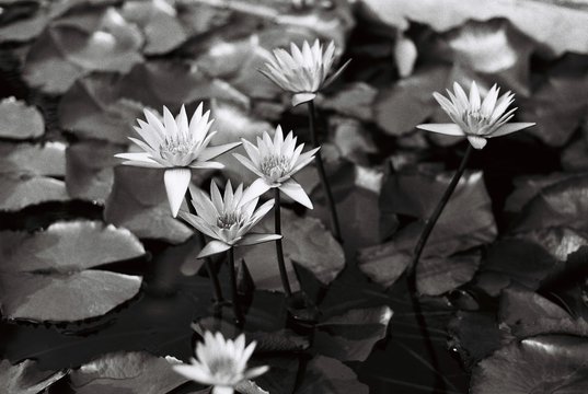 Lotus flower in black and white image