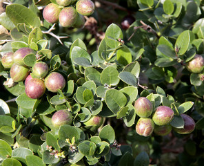 arbuste et ses fruits