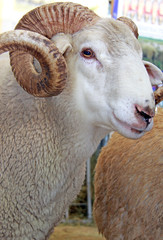 Beautiful lamb on the farm