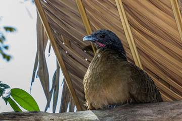 Chachalacas sits under the roof on rafters