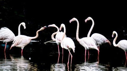 Close-Up face Of White Flamingo in Lake .Portrait white great flamingo with pink beak close up portrait on a water lake background